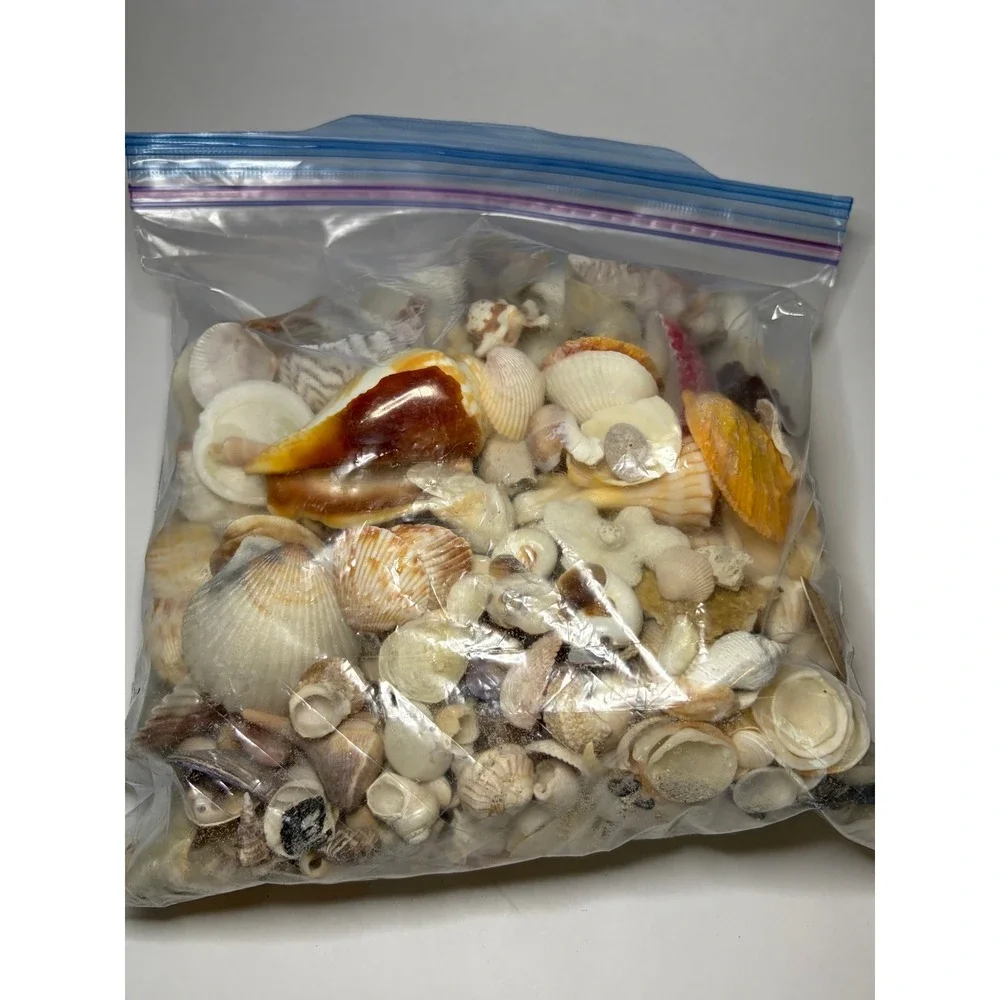 Bulk 4 Lb. Assorted Mixed Beach Seashells Shells Ocean Crafting Collection